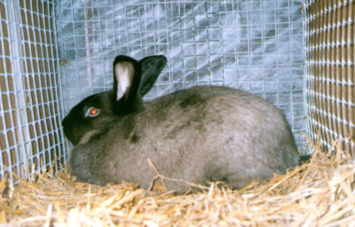 1.foto2028429.jpg