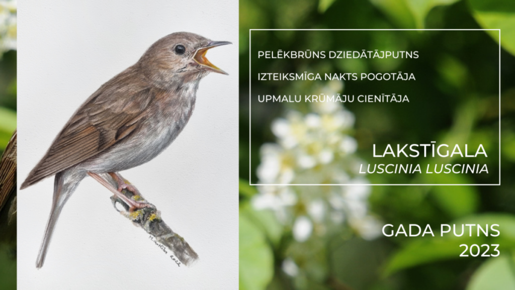 Sākas gada putna zīmējumu konkurss “Lakstīgalas dziesma Ukrainai”