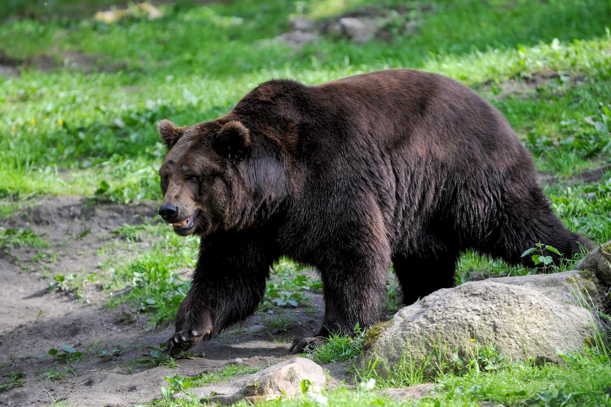 13.lpp_.bear_.jpg