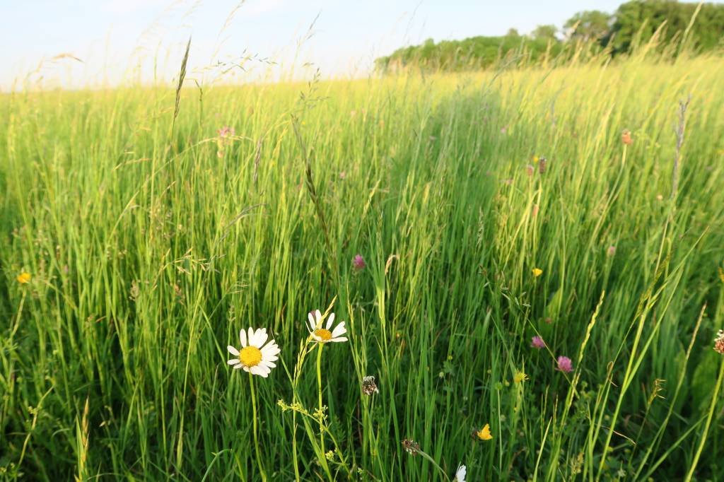 Nenokavējiet mācības par bioloģiski vērtīgu zālāju apsaimniekošanu!