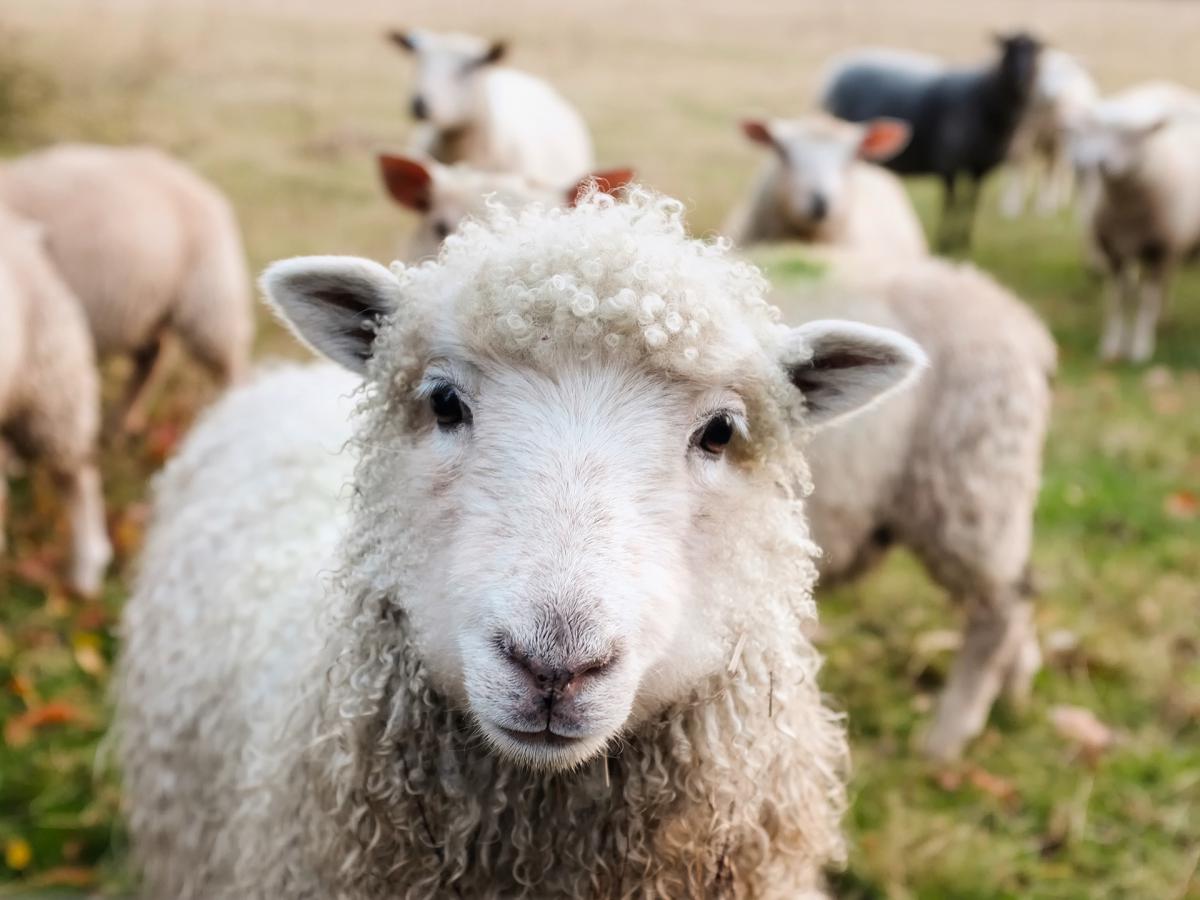 13.lpp_.sheep_.jpg