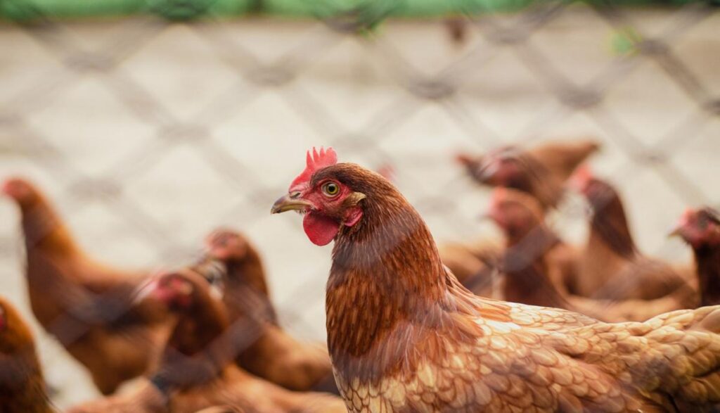 Putnu gripas izplatības dēļ pagarināts pastiprināto biodrošības prasību periods līdz maija beigām