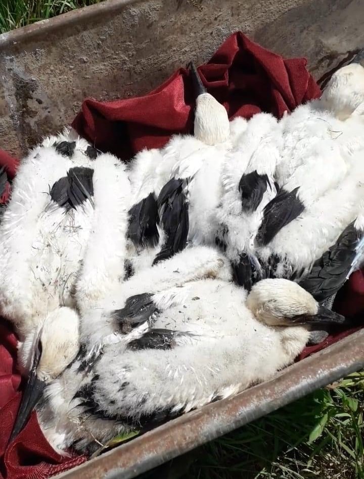 Pelēcieši palīdzēja stārķiem iegūt jaunas mājas