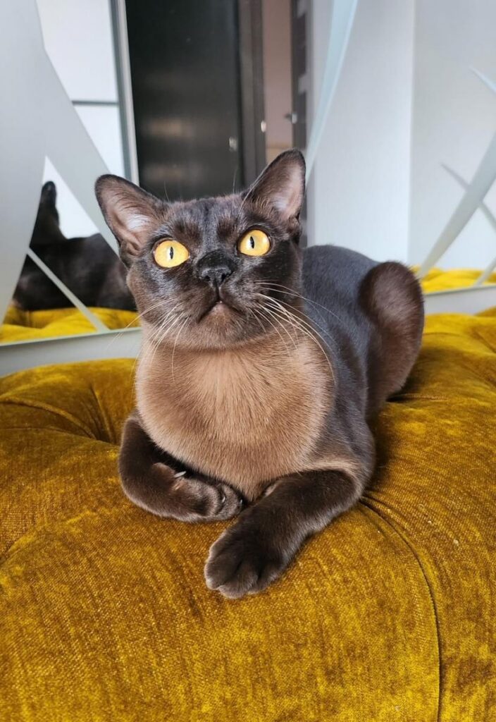 Mīluļa CV: Burmas kaķenīte Dora
