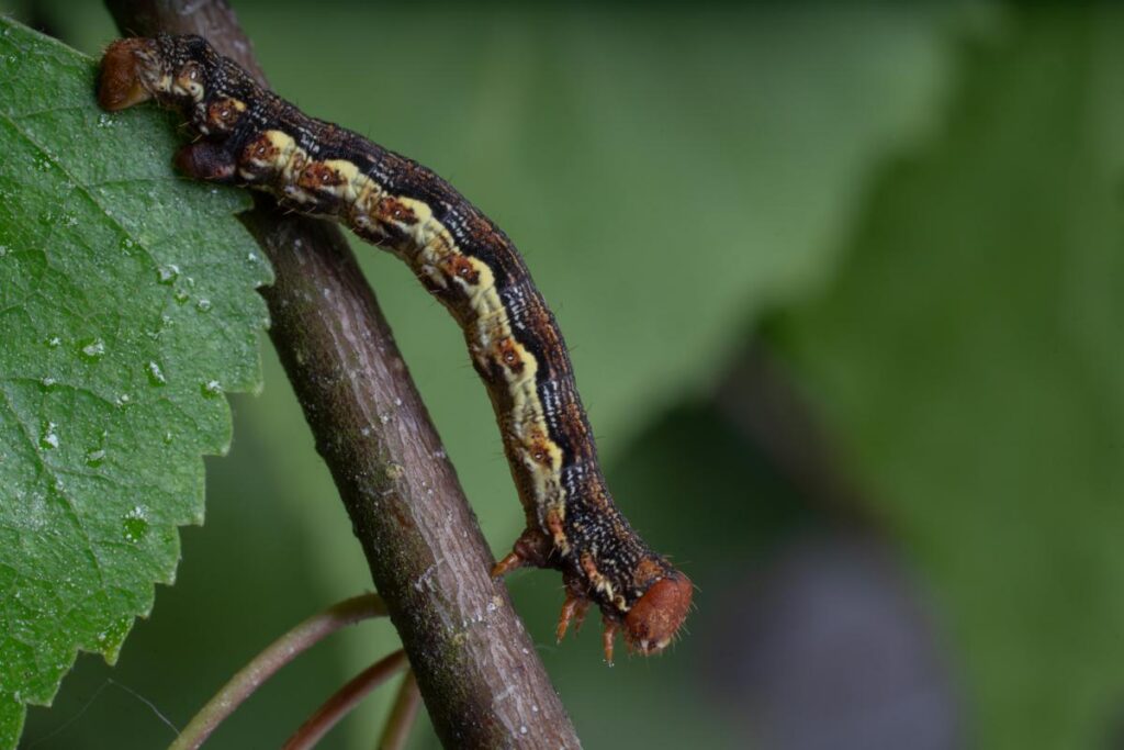 Brīdina par lapu grauzēju kaitēkļu savairošanos bērzu audzēs Latgalē