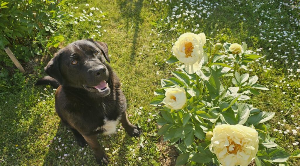 Mīluļa CV: Sunītis Leo