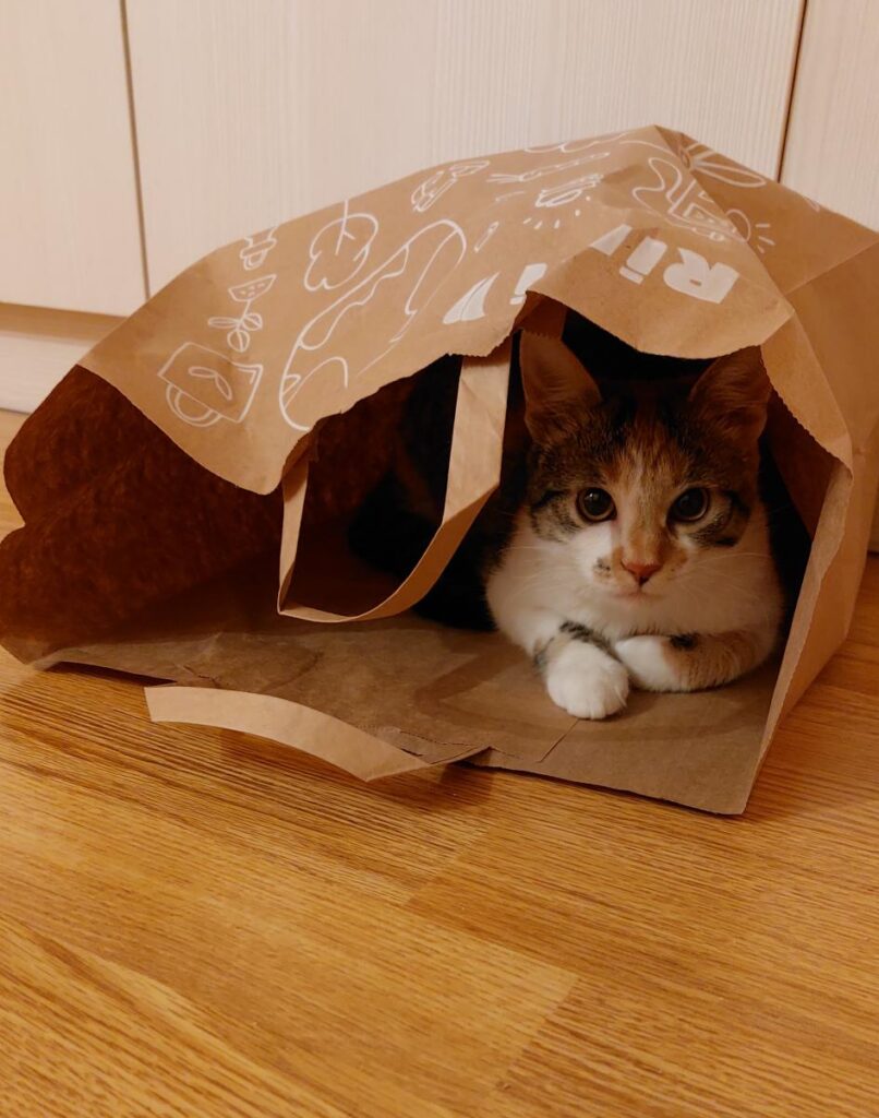Mīluļa CV: Puma un Margo