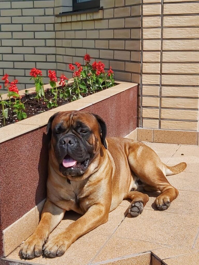 Mīluļa CV: Rufo