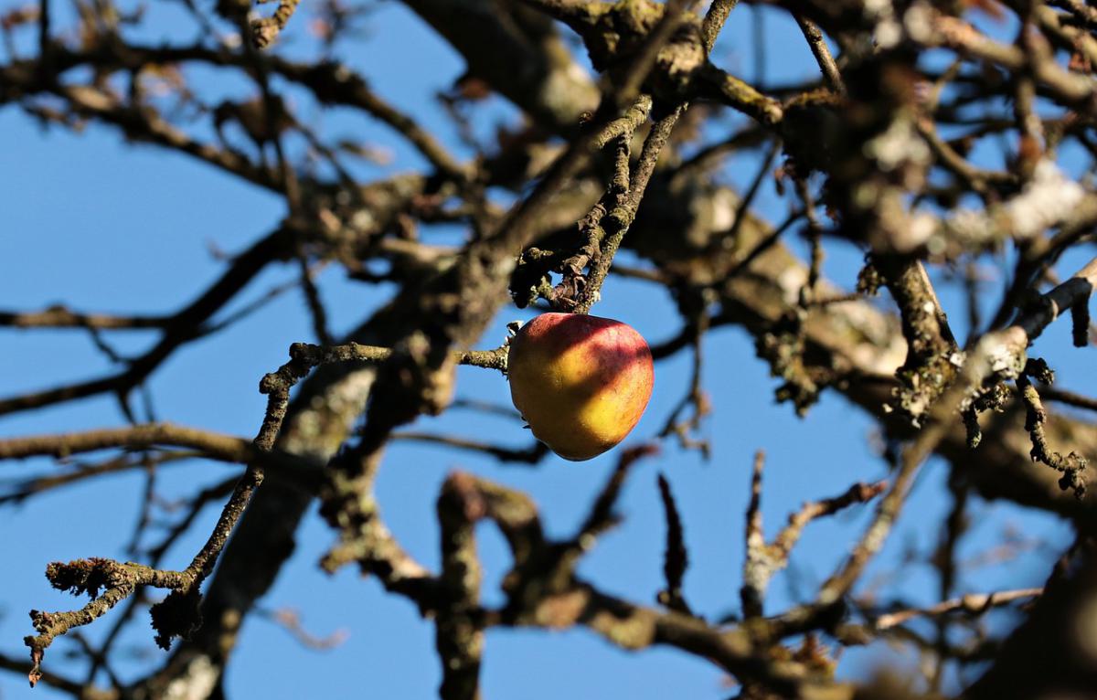 apple-1824353_1280.jpg