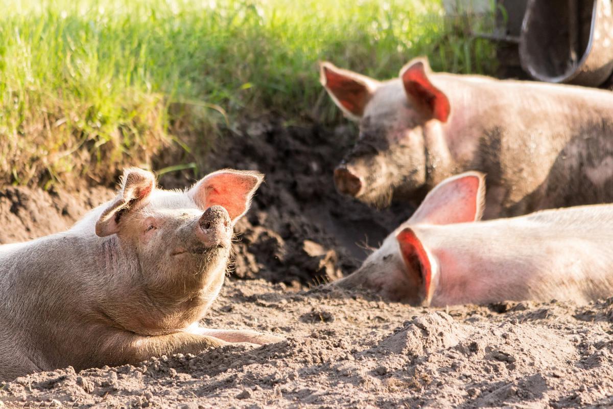 cucinas_Pigs-Rooting.jpg