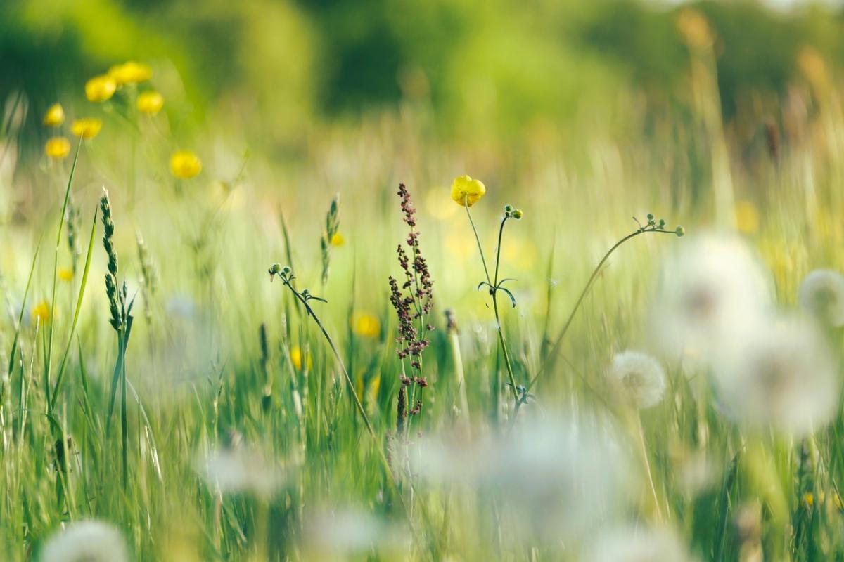 flowers-7178818_1280.jpg