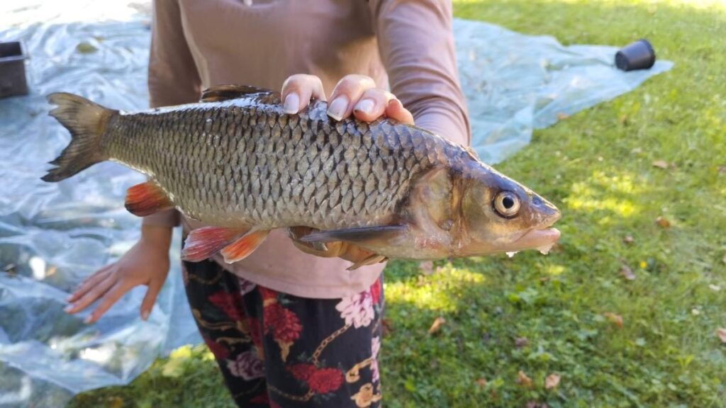 KURZEME: Zinātnieki zvejo dīķos