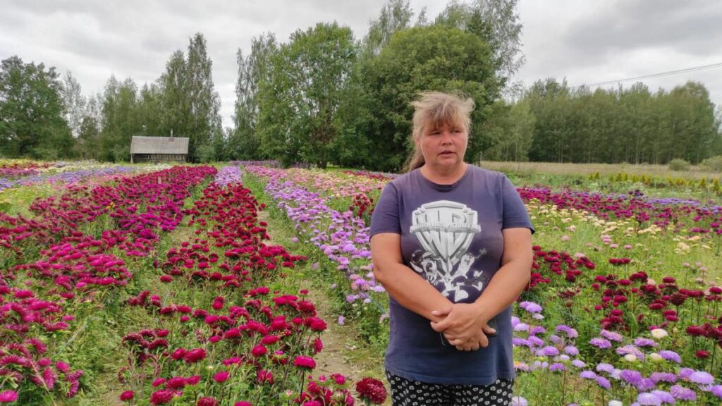 300 rožu šķirņu un hektārs košo asteru – Ģēģeru ģimenes bizness