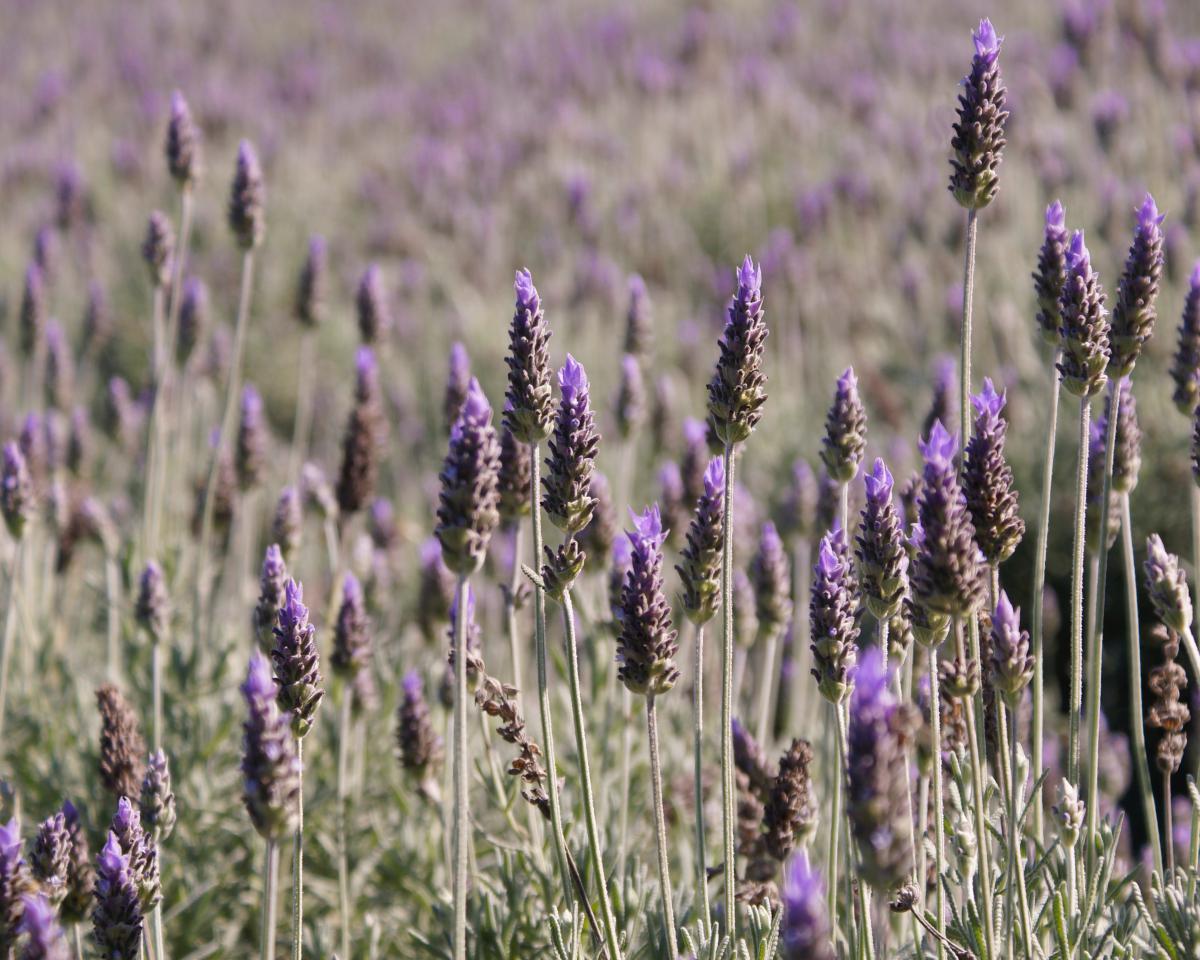 lavanda.jpg