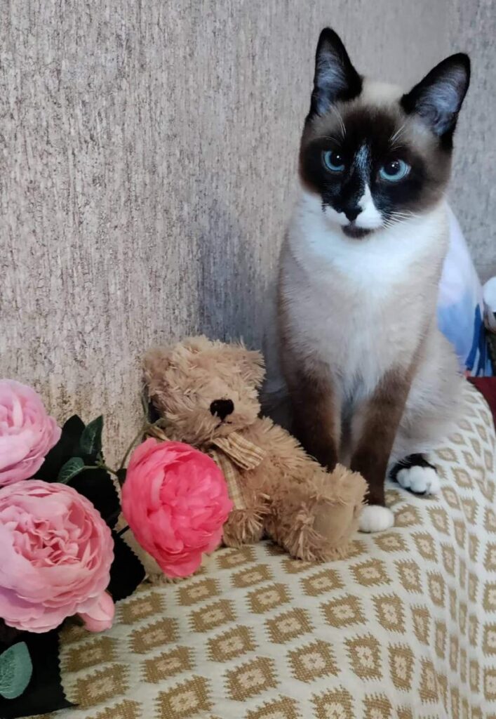 Mīluļa CV: Murfe