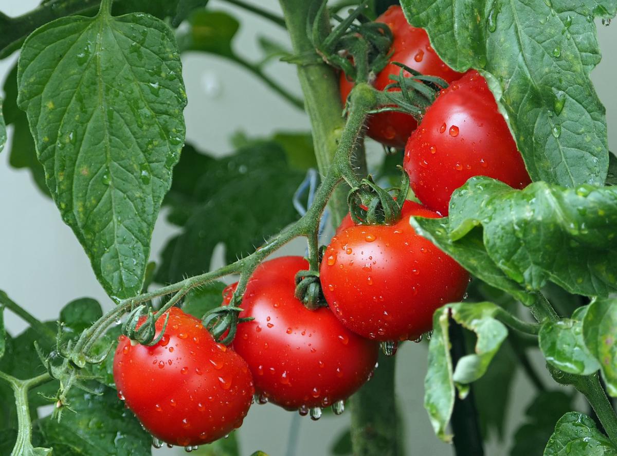 tomatoes-g9680b59ef_1280.jpg