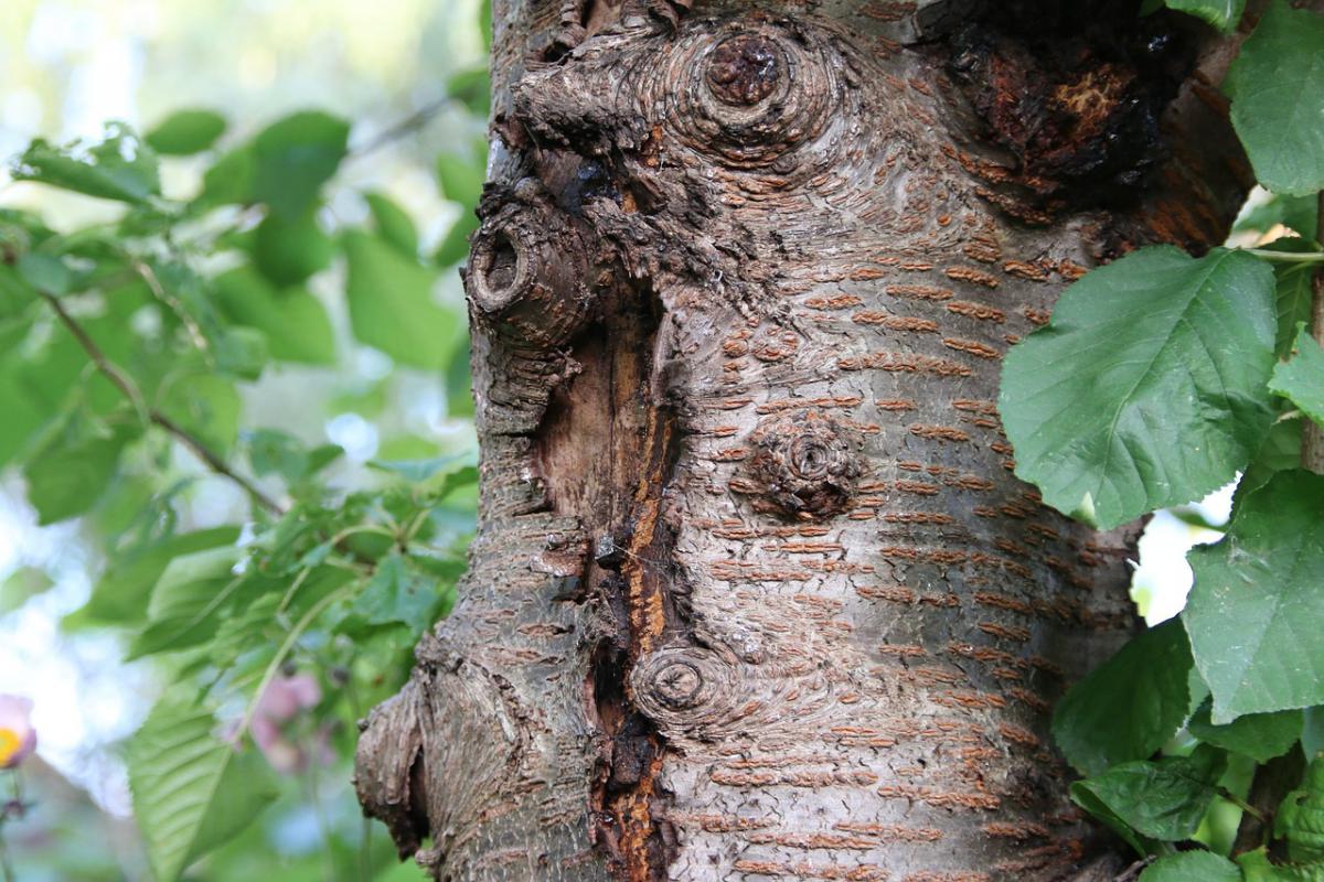 tree-2581698_1280.jpg