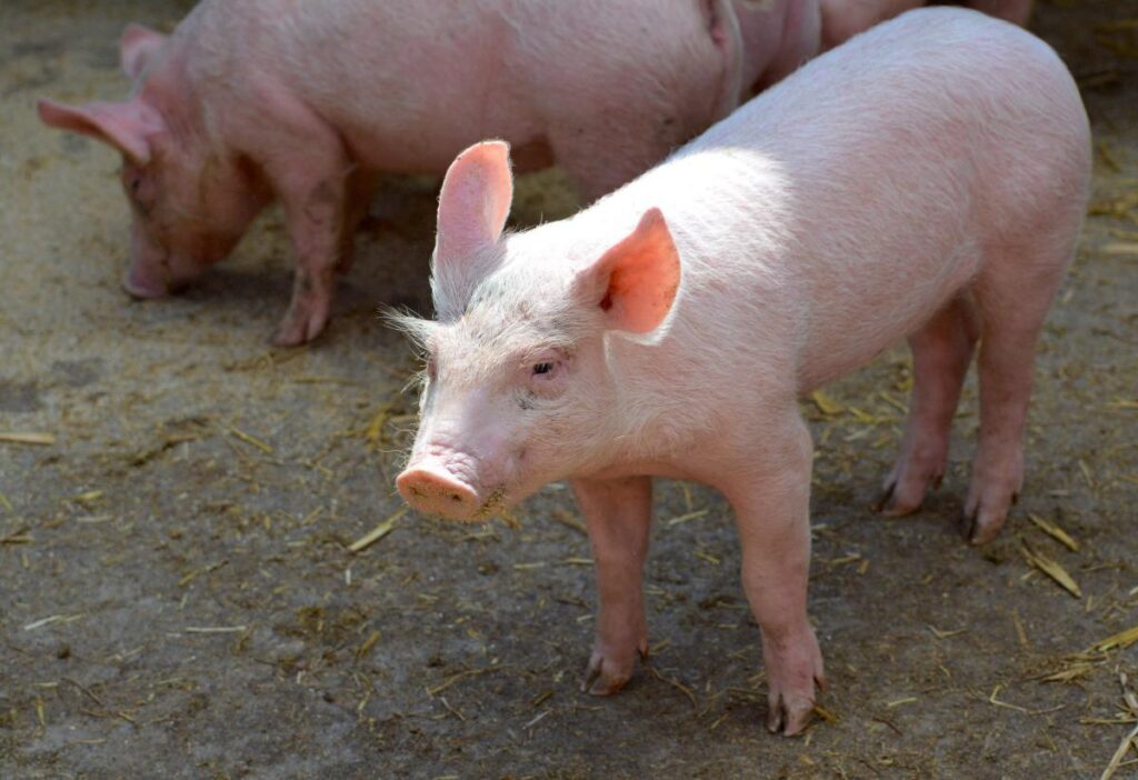 Lai pasargātu mājas cūkas no Āfrikas cūku mēra, jāievēro biodrošība