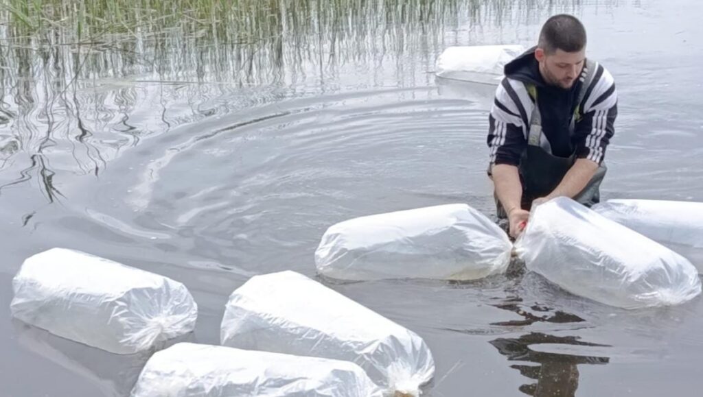 Augšdaugavas novada ezeros ielaisti zandarta mazuļi